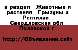  в раздел : Животные и растения » Грызуны и Рептилии . Свердловская обл.,Полевской г.